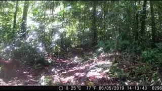 Dhole