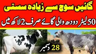 Today Malumor Mandi Jhang Update | Cow Fresh Rates Update | Cow Mandi 2025