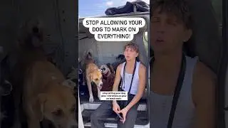 Stop excessive marking ❌ Dog training fundamentals. 🐕❤️ #dog #dogtraining #dogpsychology