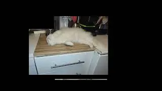 Or&eacute;o le Chat clip