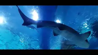 Oceanarium w Wiedniu 178. AkwaGadka