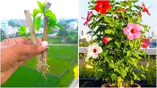 Grow hibiscus plant easily in pot || 100% Success best tips for more flowers