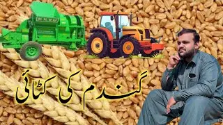 Gundam ki kasht || Wheat Production Technology || Agriculture in Asia || zinger Burger's || Shawarma