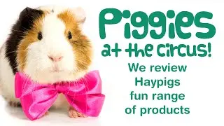 FUN Circus Themed TOYS & CAGE ACCESSORIES for GUINEA PIGS