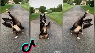 Animals Doing Cute Dancing Stuff !! ❤💓| ANIMAL DANCE TIK TOK COMPILATION