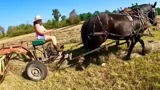 DRAFT HORSES: Beautiful Haying Weather & Hauling Firewood! #531