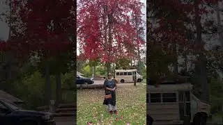 Fall season colours #music #arijitsingh #song #love #california #travel #lifeisbutadream #usa