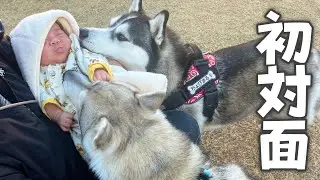 赤ちゃんを親友ハスキー犬に紹介したら幸せな姿が見れました…