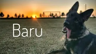7mo German Shepherd (Baru) | Behavioral Modification Board & Train | Best Dog Trainers in Florida 