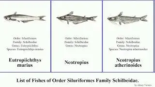 Fishes of Order Siluriformes Family Schilbeidae Proeutropiichthys Pareutropius Ailiichthys Silonia