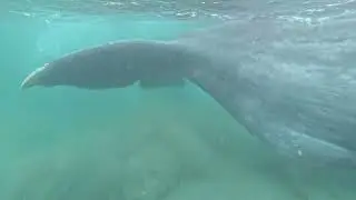 The eye of the Spermwhale (a Rescue Operation)