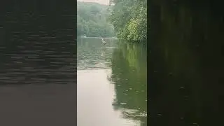 GREAT BLUE HERRON