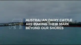 The benefits of live dairy cattle exports