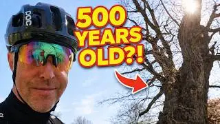 The Mystery of Brighton&rsquo;s Oldest Tree &ndash; A Bike Hunt Across the City