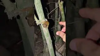 Funny catch frogs jump | frog fly funny | catch frog for fun | catch frog funny | Frog and Toad