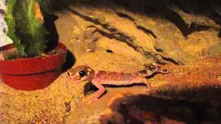 Nephrurus Milii