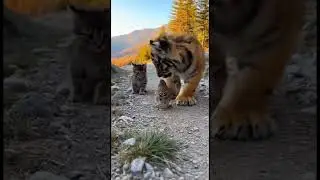 A Tiger and a Kitten Discover a Bird on a Sunny Day Adventure #wildlife #cuteanimals #nature