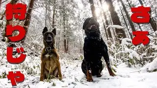 【大型犬】と雪山へ鹿猪でてこいやっ！ロットワイラー&ベルジアンマリノアの漢チームでいざ狩りじゃ✴︎