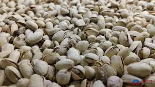 Pistachio Roasting Machine - ROASTING SALTED PISTACHIO - Pistachios Nuts Salted Roasted Machine