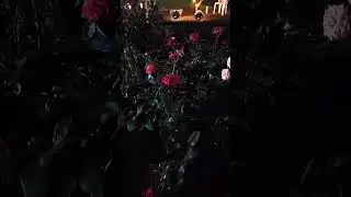 Flower 🌹 show thiruvananthapuram