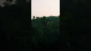 Woke up in the jungle.🌴
