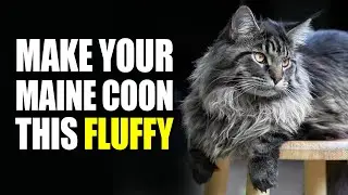 7 Genius Grooming Hacks for Giant Maine Coons 🐱 | Keep Your Cat&rsquo;s Fur Soft, Shiny & Tangle-Free!