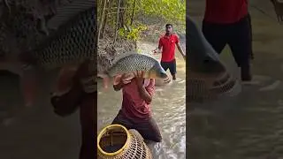 fishing, Sundarban fishing video, fish, sundarban new vlog #viral #shorts #shortvideo #fishing