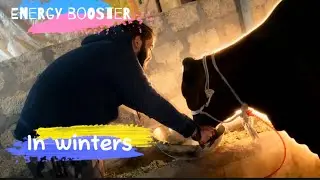 Milk Ghee Aur Gur Se Powerful Energy Booster | Desi Formula #winterspecial #dairyfarming 