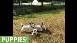 Jack Russells thrilled for epic balloon playtime