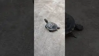 Turtle #shorts #trending #funny