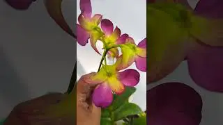 Beauty of my orchid flowers#short video#beautifulorchids #orchidcare #orchidcollection