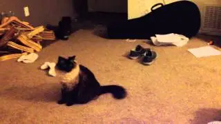 BSAV - Rambunctious Cats...Redundant