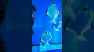😊Silver moonyfish#shorts #youtubeshorts #viral#aquarium
