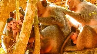 Update News! In Amari Troop Has Only Two NEw Baby Monkeys, Jason & Deidra, Mira Dead