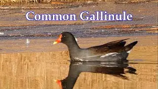 Common Gallinule