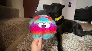 goDog Furballz Squeaky Plush Ball Dog Toy, Chew Guard Technology Review