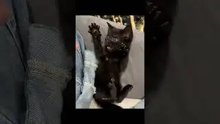 awoman saved a baby cat in rain #cat #edit #sad