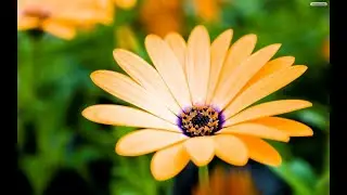 Psalm 40:1-17 (ASV)