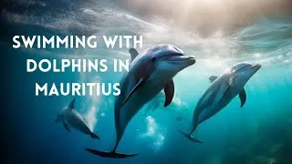 Swimming with Dolphins in Mauritius