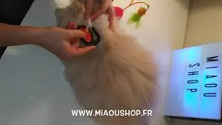 Coupe noeud 2 pour chiens et chat sur www.miaoushop.fr