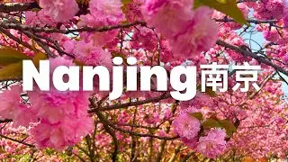 Walking Through a Dream: Sakura Wonderland at Ginkgo Lake, Nanjing 🌸✨ #nanjingchina #sakura