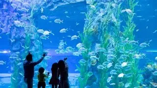 влог: Самый большой океанариум в Корее ♥ LOTTE AQUARIUM