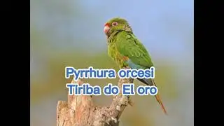 O canto da Tiriba do El oro ( Pyrrhura orcesi )