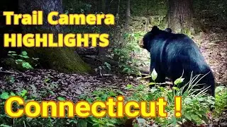 Trail Camera Highlights from our Connecticut Location | GardePro A3
