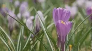 Yard Landscape - Plant Bulbs in Your Lawn