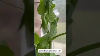 Growing snow peas successfully for the first time ! 🫛