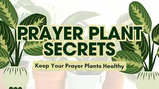 Top Tips for Thriving Prayer Plants (Beginner Friendly!)