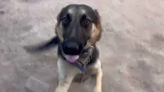 Johnny German Shepherd on behaviour Training @dogloverprakash