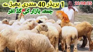 Good offer 40 Mundri Sheep 1 breeder of Jumma Bazaar Malik Imran Goat Farm...  22 August 2025