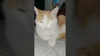 #shorts #youtubeshorts #music#funny#video#cover#new#fyp#goodvibes#cat#подпишись#рекомендации